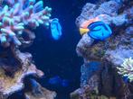 Paracanthurus hepatus / Picasso Doktersvis, Dieren en Toebehoren, Vissen | Aquariumvissen, Vis
