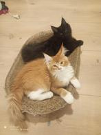 Russische Maine Coon kittens, Dieren en Toebehoren, Meerdere dieren, Ontwormd