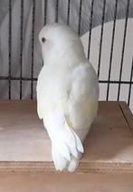Agapornis Roseicollis dwergpapegaai te koop, Geslacht onbekend, Dwergpapegaai of Agapornis