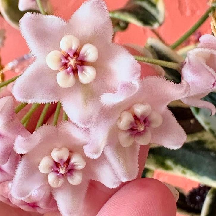 Hoya lyi ‘Prism’, Huis en Inrichting, Kamerplanten, Overige soorten, Minder dan 100 cm, Bloeiende kamerplant, Volle zon, In pot