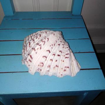 Mooi doopvontschelpje Hippopus hippopus beschikbaar voor biedingen