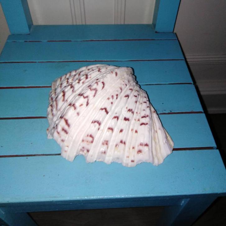 Mooi doopvontschelpje Hippopus hippopus, Verzamelen, Mineralen en Fossielen, Schelp(en), Ophalen