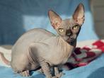 Canadese Sphynx kittens met WCF stamboom, Meerdere dieren, Gechipt, 0 tot 2 jaar