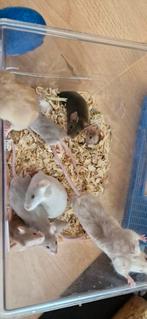 Kleurmuis dames, Maart, Vrouwelijk, Muis