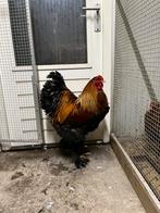 Brahma Meerzomig Patrijs fokhaan 2025, Mannelijk, Kip