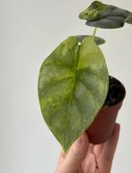 Alocasia Silver Dragon Variegated, Ophalen of Verzenden, Halfschaduw, Minder dan 100 cm