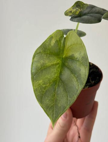 Alocasia Silver Dragon Variegated beschikbaar voor biedingen