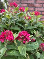 Vlinderstruik butterfly candy little Ruby /stekjes, Tuin en Terras, Planten | Struiken en Hagen, Ophalen, Vlinderstruik, Minder dan 100 cm