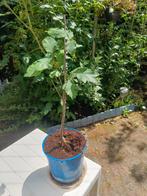 Tamme kastanje boom, Castanea sativa, Tuin en Terras, Ophalen, Overige soorten
