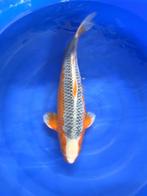 Asagi, Karper of Koi