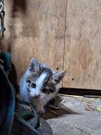 4 leuke kittens te koop!, Dieren en Toebehoren, Katten en Kittens | Overige Katten, Meerdere dieren