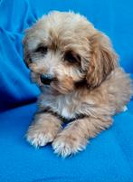 Prachtige kleine doodle pups 💗🩵, Nederland, Overige rassen, CDV (hondenziekte), 8 tot 15 weken