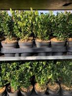 Ilex 'Caroline Upright'. DE Buxusvervanger!! Vanaf € 1,69, Ophalen, Buxus, Haag, Minder dan 100 cm
