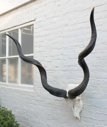 Grote schedel KUDU ANTILOPE - met kiezen - ref. D (gewei) beschikbaar voor biedingen