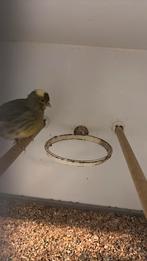 Kanarie (fife fancy) man 2025, Dieren en Toebehoren, Mannelijk, Kleurkanarie