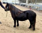 Mooie zwarte NSPS merrie met hengstveulen., Dieren en Toebehoren, Pony's, Merrie, A pony (tot 1.17m), 3 tot 6 jaar, Recreatiepony