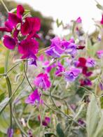 Tweekleurige paarse Lathyrus - bio zaden, Tuin en Terras, Ophalen of Verzenden, Voorjaar, Volle zon, Zaad