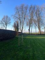 Boompalen schuttingpalen takkenril palen houten boomgaard, Ophalen of Verzenden, Nieuw, Palen