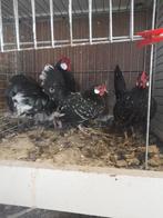 Java krielen te koop, Dieren en Toebehoren, Pluimvee, Meerdere dieren, Kip