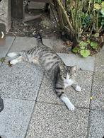 Lieve poes zoekt gouden mandje, Dieren en Toebehoren, Katten en Kittens | Dekkaters, 0 tot 2 jaar
