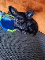 Chihuahua, Dieren en Toebehoren, 15 weken tot 1 jaar, Reu, Eén hond, Chihuahua