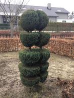 Bijzondere Bonsai Conifeer, Tuin en Terras, Bloeit niet, Overige soorten, 100 tot 250 cm, Ophalen