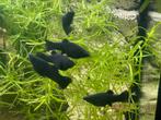 Black mollys, Vis
