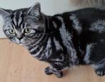 Britse Korthaar Silver Tabby Bloched, Dieren en Toebehoren, Katten en Kittens | Raskatten | Korthaar, 0 tot 2 jaar, Kater, Ingeënt