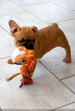 franse bulldog pups Red Fawn / Beige / Blue Fawn, Dieren en Toebehoren, 8 tot 15 weken, Meerdere, Meerdere dieren, Nederland