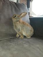 Schattige dwerg konijntjes te koop, Dieren en Toebehoren, Konijnen, Meerdere dieren, Dwerg, 0 tot 2 jaar