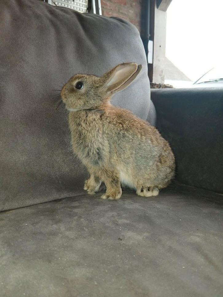 Schattige dwerg konijntjes te koop, Dieren en Toebehoren, Konijnen, Dwerg, Meerdere dieren, 0 tot 2 jaar