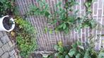 Braam Loch Ness doornloos met grote lekkere bramen, Tuin en Terras, Ophalen, Vaste plant, Halfschaduw, Fruitplanten
