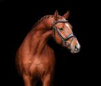 Talentvolle 5 jarige ruin, Dieren en Toebehoren, Paarden, Gechipt, B, Ruin, Dressuurpaard