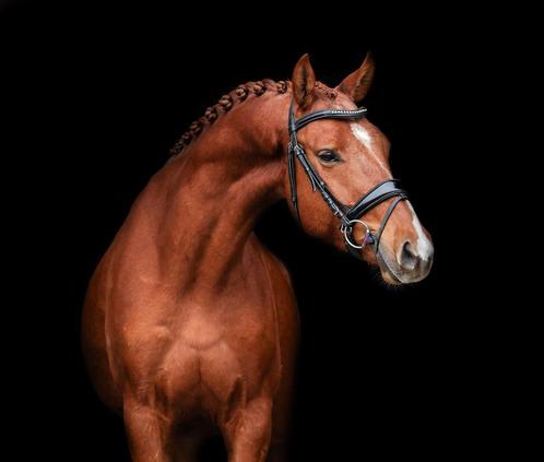Talentvolle 5 jarige ruin, Dieren en Toebehoren, Paarden, Ruin, B, 165 tot 170 cm, 3 tot 6 jaar, Dressuurpaard, Gechipt, Ontwormd