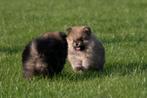 Fluffy, Mini Pomeriaan Pups!, Dieren en Toebehoren, Rabiës (hondsdolheid), Overige rassen, 8 tot 15 weken, Meerdere dieren