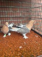 Takla, Dieren en Toebehoren