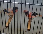 Te koop koppel Harlekijnen, Meerdere dieren, Postuurkanarie
