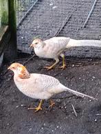 Fazanten, Dieren en Toebehoren, Mannelijk, Overige soorten