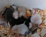 Lieve tamme jonge baby rittens ratjes rat, Dieren en Toebehoren, Knaagdieren, Meerdere dieren, Tam, Rat