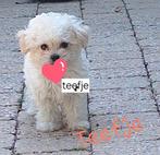 Maltipoo, Dieren en Toebehoren, Honden | Niet-rashonden, CDV (hondenziekte), 8 tot 15 weken, Meerdere, Meerdere dieren