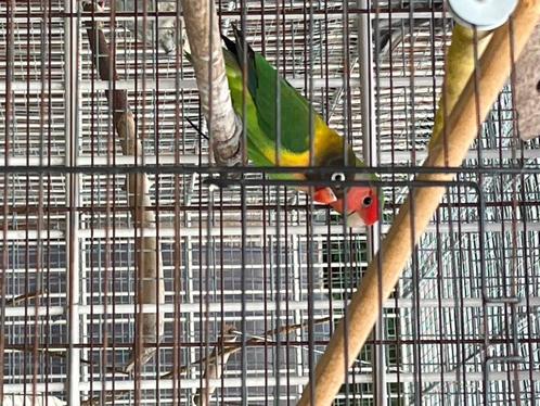 1 gapornis Personata's, en 1 Agapornis Roceicollis, Dieren en Toebehoren, Vogels | Parkieten en Papegaaien, Dwergpapegaai of Agapornis