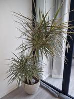 Prachtige grote Dracaena Marginata kamerplant, Ophalen, 100 tot 150 cm, Halfschaduw, In pot