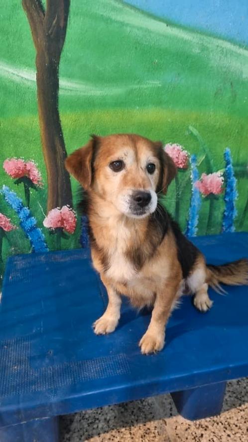 Nokhodi verblijft in iran, Dieren en Toebehoren, Honden | Niet-rashonden, Klein, Reu, Particulier, Eén hond, Buitenland, 3 tot 5 jaar
