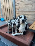 Duitse dog pups met stamboom, Dieren en Toebehoren, Rabiës (hondsdolheid), Meerdere, Meerdere dieren, Nederland