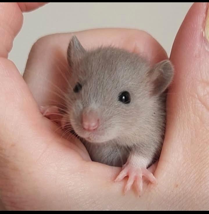 Rittens, Dieren en Toebehoren, Knaagdieren, Meerdere dieren, Rat, September