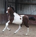 Super mooie en vooral lieve merrie!!!, Dieren en Toebehoren, Paarden, Merrie, Minder dan 160 cm, Niet van toepassing, 0 tot 2 jaar