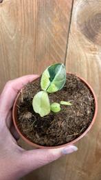 Alocasia black velvet plant albo mint white cream variegata, Overige soorten, Minder dan 100 cm, Ophalen of Verzenden, Halfschaduw
