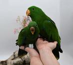 Edelpapegaaien super lief en super tam en beide getest., Dieren en Toebehoren, Vogels | Parkieten en Papegaaien, Meerdere dieren