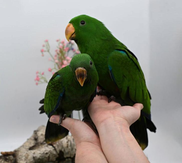 Edelpapegaaien super lief en super tam en beide getest., Dieren en Toebehoren, Vogels | Parkieten en Papegaaien, Papegaai, Meerdere dieren