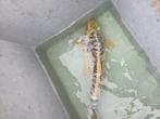 3x japanse koi, Dieren en Toebehoren, Vissen | Vijvervissen, Karper of Koi